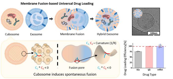 [Figure 2] Membrane Fusion-Based Mechanism for Intravesicular Drug Loading