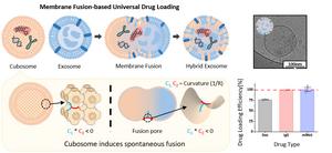 [Figure 2] Membrane Fusion-Based Mechanism for Intravesicular Drug Loading