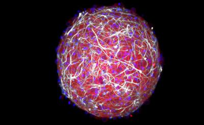 A Bundle of Neurons