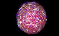 A Bundle of Neurons