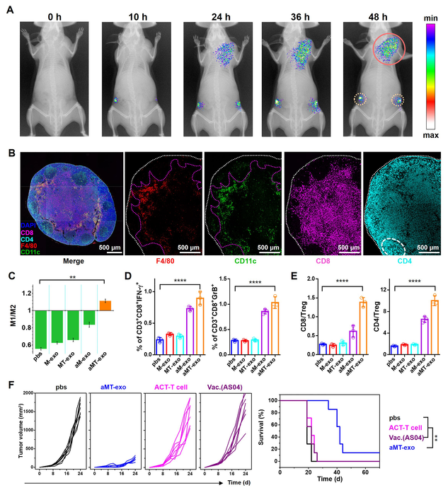Dual-targeting ability, dual-action immunostimulatory effect and anti-tumor efficacy of chimeric exosomes