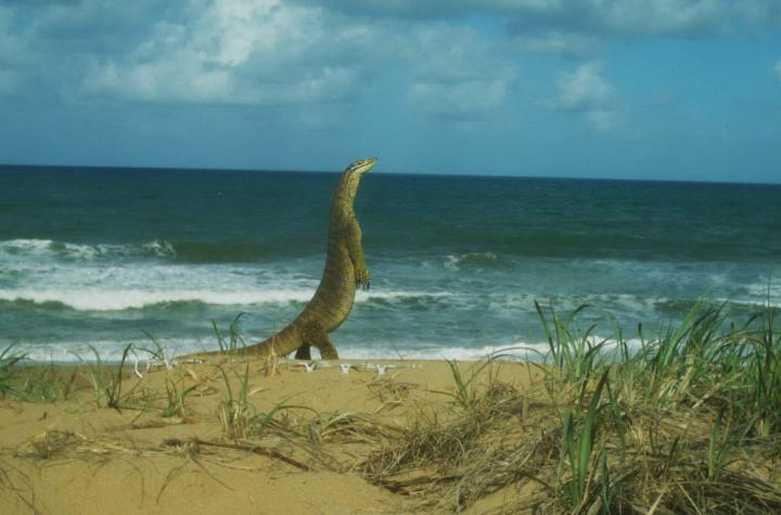Lizards of Oz Take Ttoll on Turtle Eggs