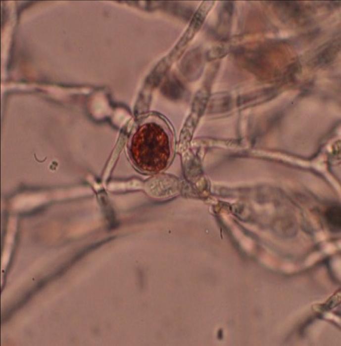 Fusarium