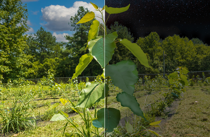Poplar proteins change  in response to light cycle
