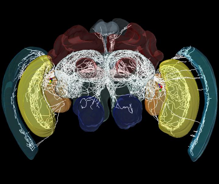 Look Inside the Bee's Brain