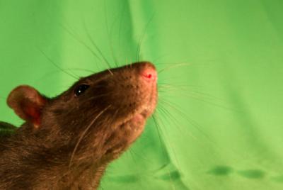 Rat