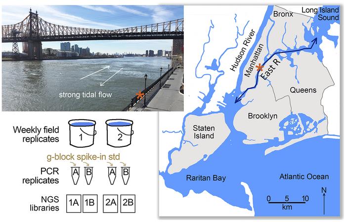 Biomonitoring in the Anthropocene: Urban estuary environmental DNA tracks marine fish, terrestrial wildlife, and human diet