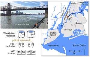Biomonitoring in the Anthropocene: Urban estuary environmental DNA tracks marine fish, terrestrial wildlife, and human diet