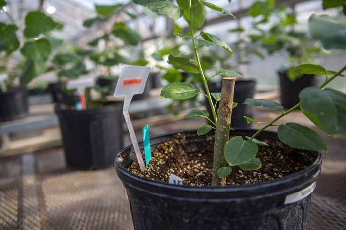 Engineered Poplar Lignin Has More of a Valuable “Clip-off” Chemical
