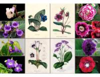 Variations