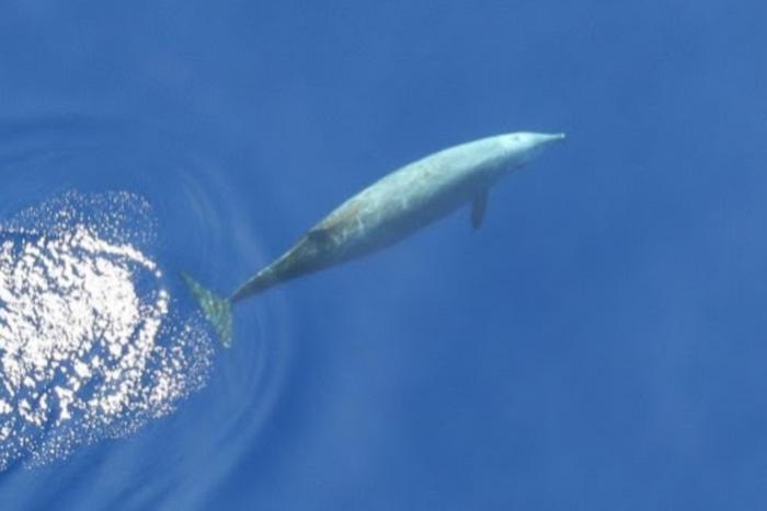 Beaked whale dive behavior and acoustic detection range off Louisiana using three-dimensional acoustic tracking