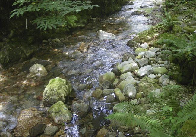 Bioaccumulation of Metals in the Nalón River