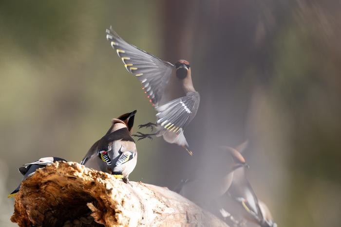 Migration Birds Spring