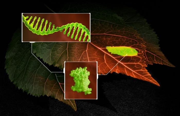 Novel biosensor illuminates plant RNA in real time
