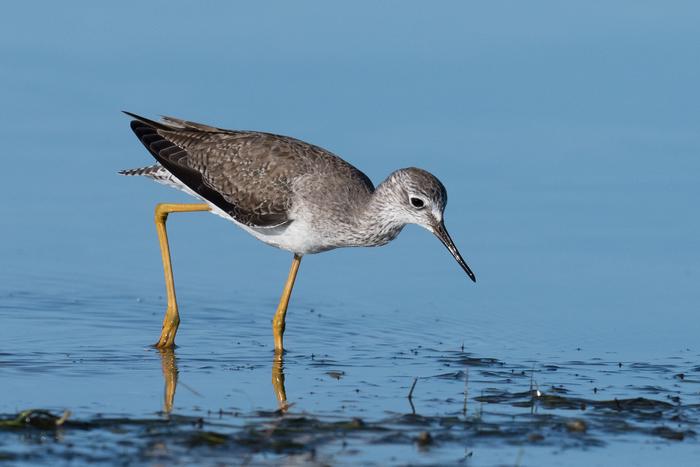 Lesser Yellowlegs
