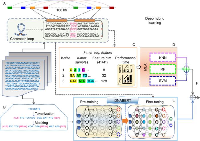 Workflow of deep hybrid learning for chromatin loop prediction.