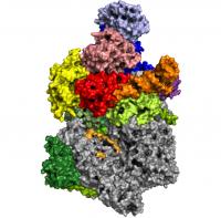 Vaccinia Virus 2