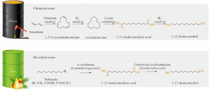 An End-to-End Microbial Platform for 100% Bio-Based Long-Chain Polyester: From Renewable Substrate to Eco-friendly Polymer