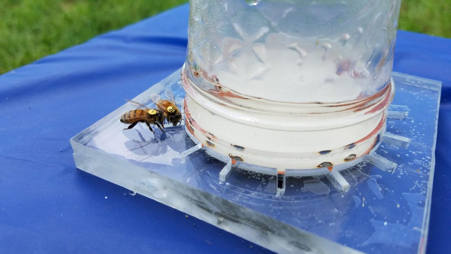 Bee