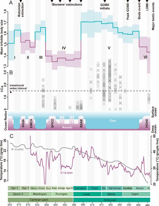 Cambrian and Ordovician trilobite body size (A) and their correlation to the inferred oxygen levels (B) and temperature (C)