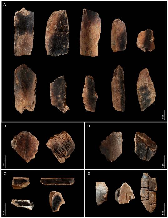 Burnt fallow deer bones from Qesem Cave. Qesem Cave Project