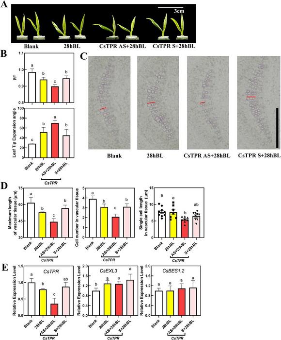 Morphological characterization, physiological characterization, and related gene expression levels of CsTPR-silencing tea plant.