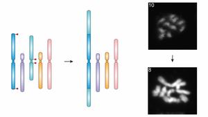 For the first time, KIT researchers managed to reduce the number of chromosomes in a plant by fusing two chromosomes. (Illustration: Michelle Rönspies – KIT)