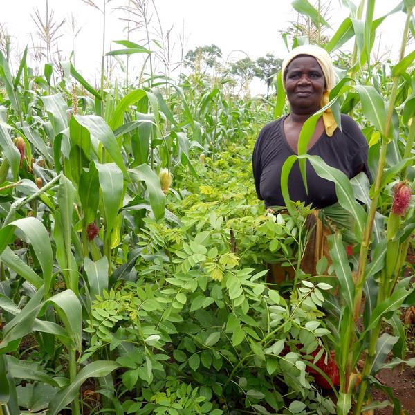 Intercropping