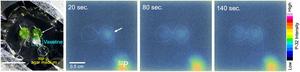 260226_Ishizaki-Phosphorus-Movement