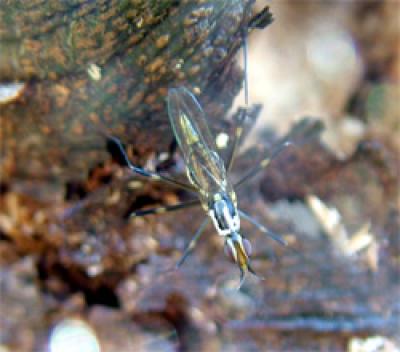 Giant Australian Stilt-Legged Fly <I>Telostylinus angusticollis</I>