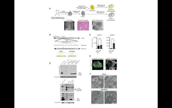 Stell Cell Differentiation