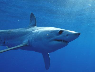 Mako Shark Close Up