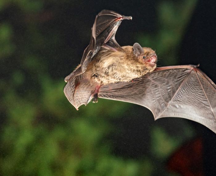 (C) Mueckenfledermaus_Pipistrellus-pygmaeus_ChristianGiese_01.jpg