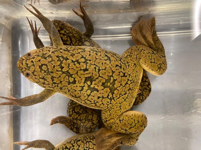 Researchers have examined how a new gene, called dm-w, came to determine the sex of X. laevis frogs.