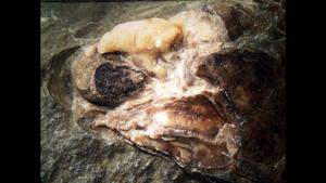 Trawdenia specimen