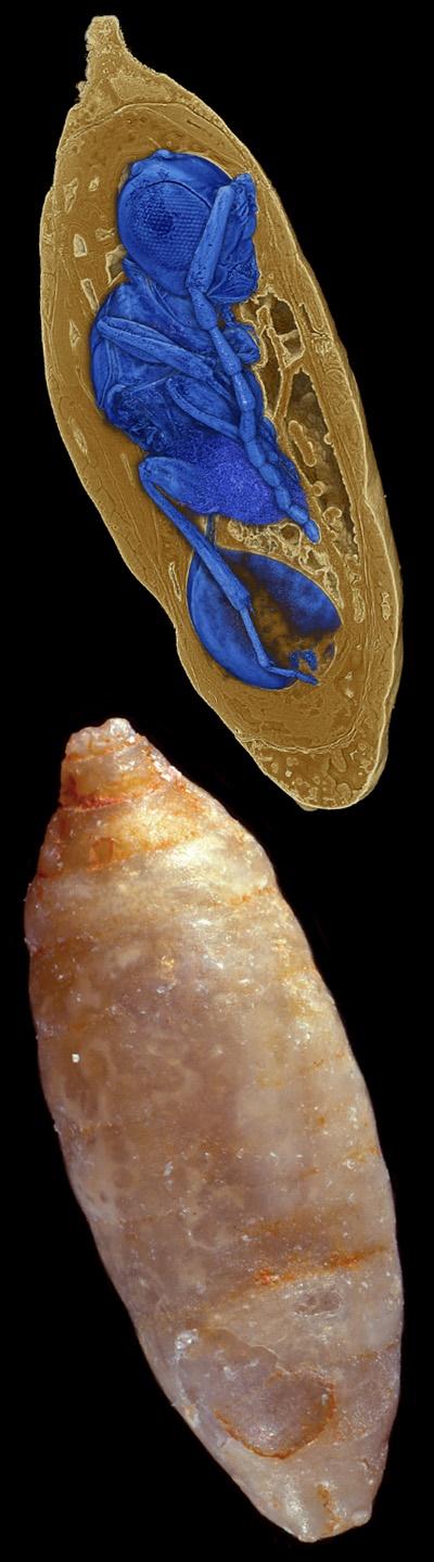 Synchrotron X-ray Micro Tomography Enables View into the Interior of Several-Million-Year-Old Fly Pu