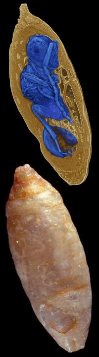 Synchrotron X-ray Micro Tomography Enables View into the Interior of Several-Million-Year-Old Fly Pu