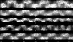 MinD protein standing wave pattern