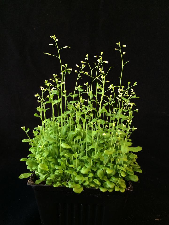 New Methods to Control Plant Growth