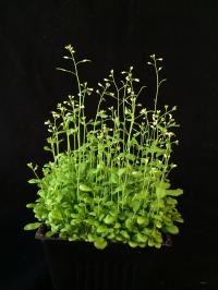 New Methods to Control Plant Growth