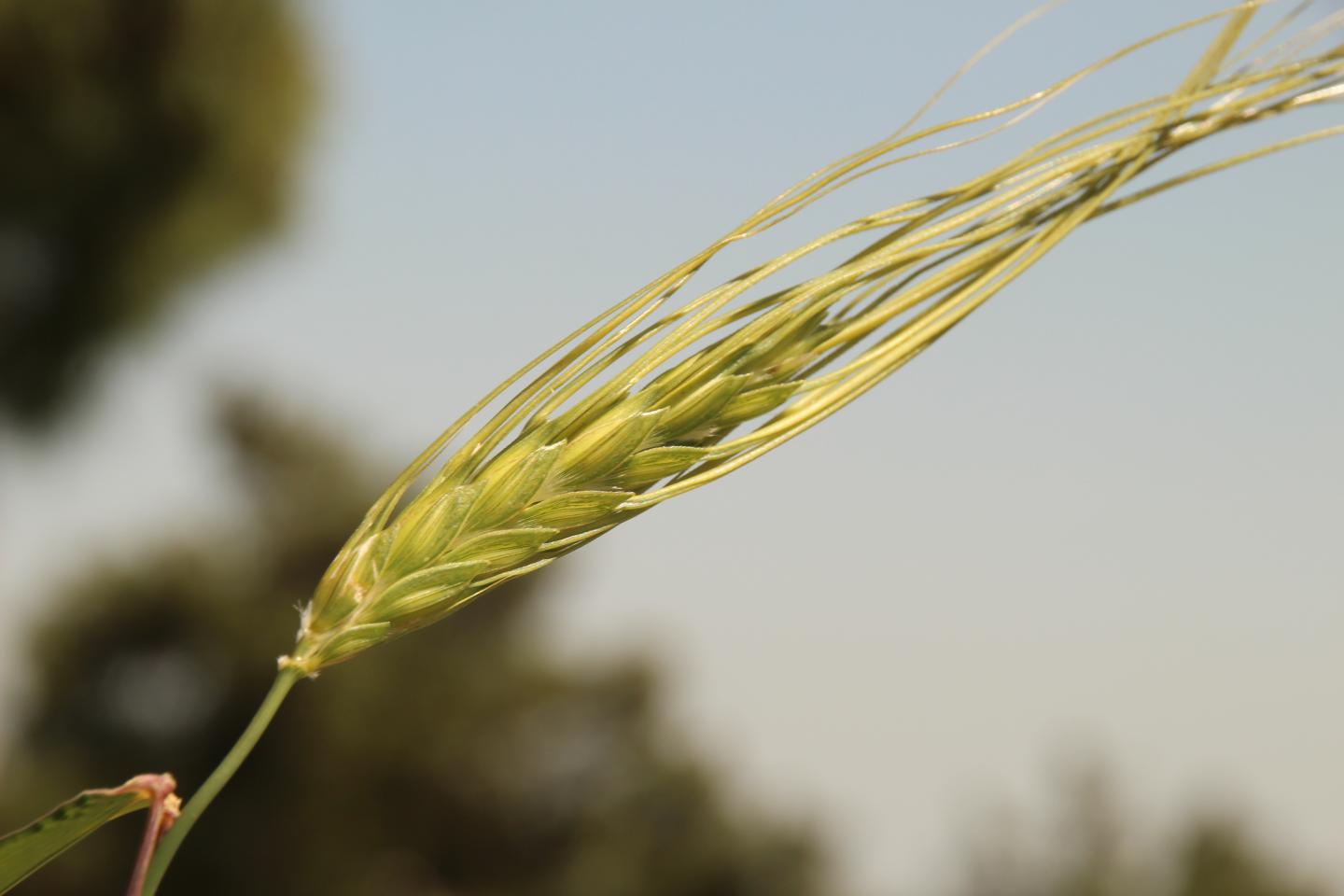 How Humans Transformed Wild Wheat into its Modern Counterpart (1 of 1)