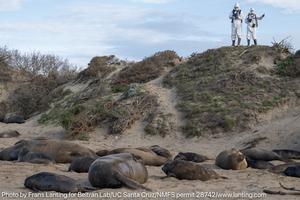 Ano Nuevo scientists and elephant seals 2026