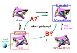 Fig. 3. Changes in the ratio of the right-handed (P) and left-handed(M) forms of the triple-helical closed-cage molecule during guest uptake.