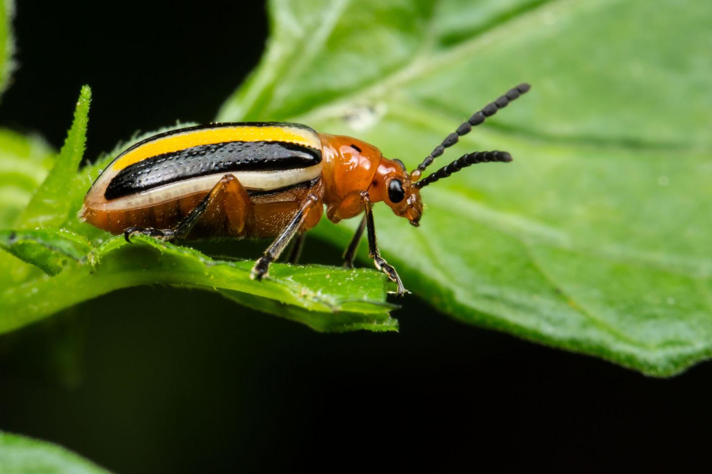 Potato Beetle