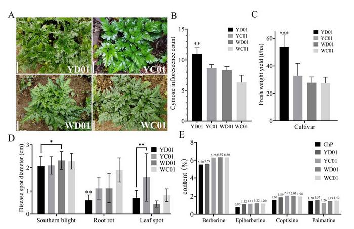 Agronomic trait assessment of Coptis chinensis germplasm variants.