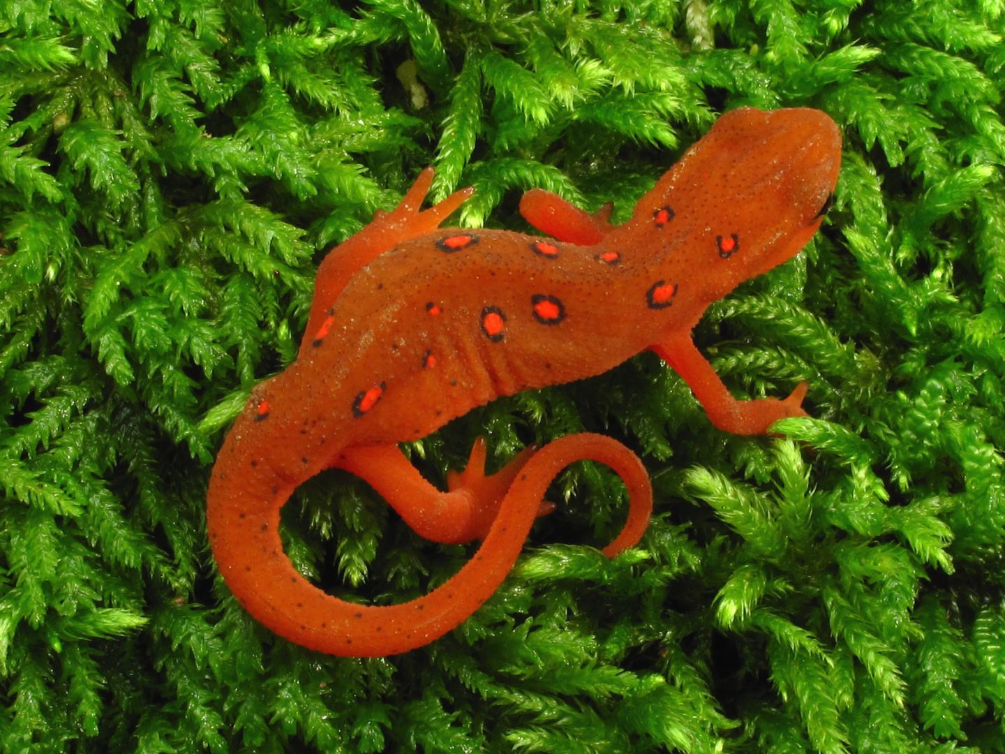 Red-spotted Newt