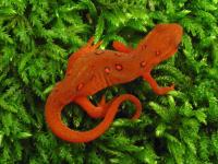 Red-spotted Newt