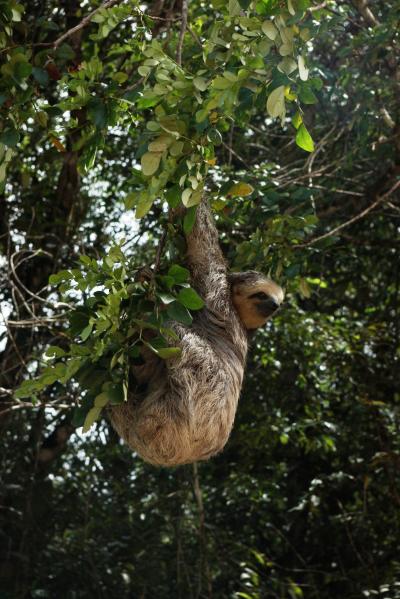 In the Amazon, Most Extinctions Yet to Come (2 of 4)