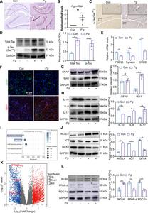 Fig.2. p-Tau accumulation ferroptosis and neuroinflammation in mice.