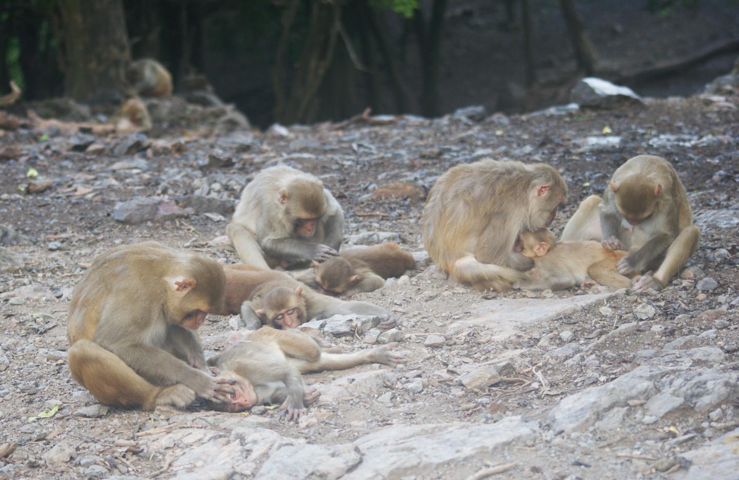 Macaque Monkeys